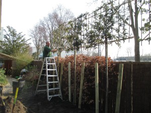 Meer privacy in de tuin met leibomen