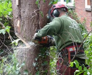 boomwerk: bomen kappen of snoeien