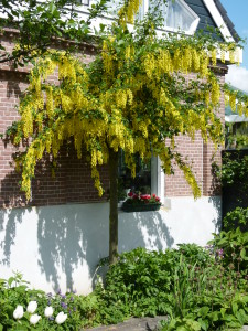 bloeiende bomen: gouden regen