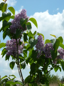 bloeiende bomen: sering