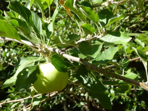 makkelijk toepasbare fruitbomen: appels en peren
