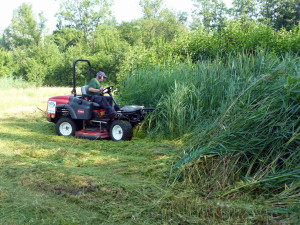 maaiwerk riet en ruig gras