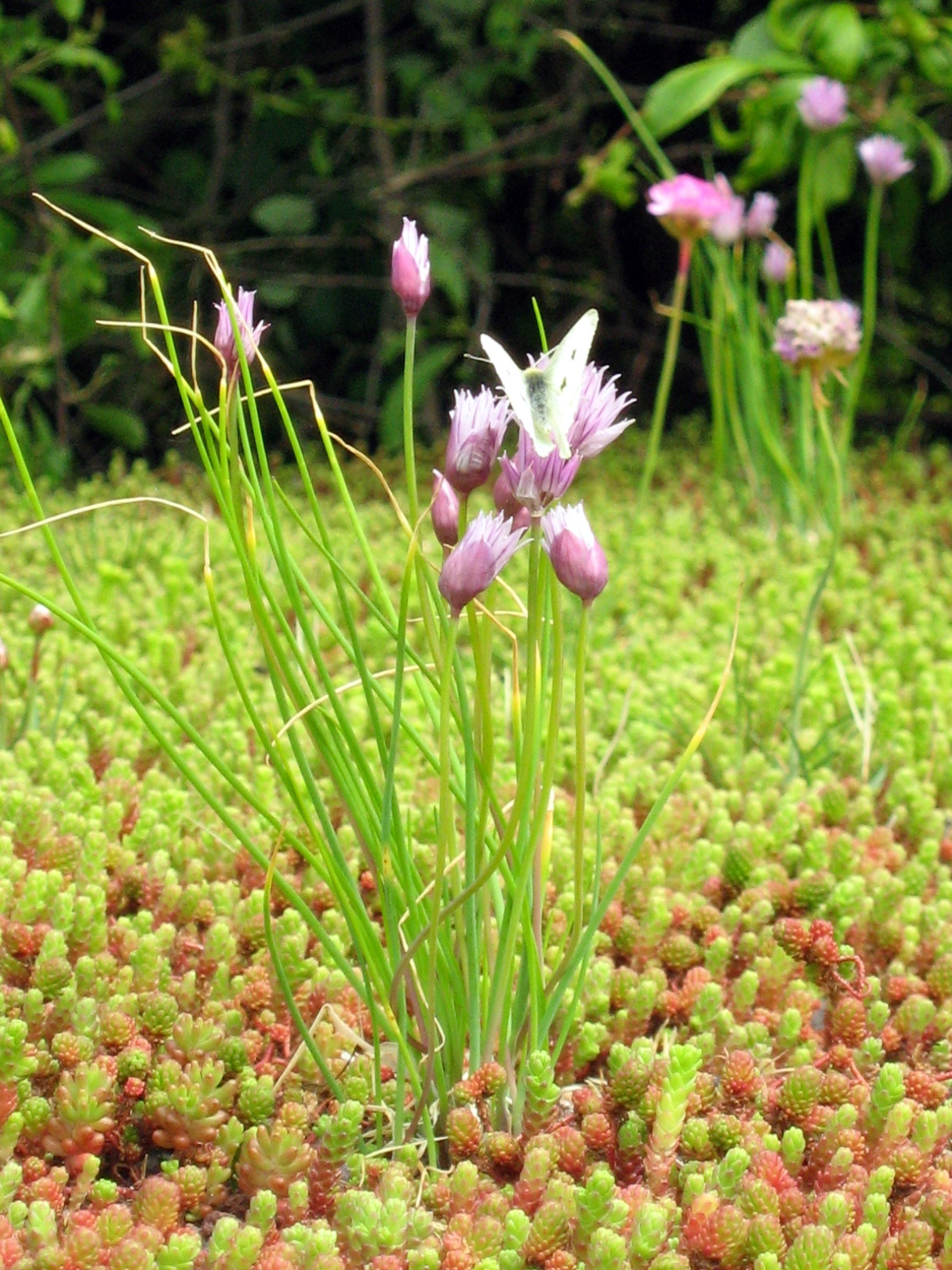 dakbeplanting voor groene daken