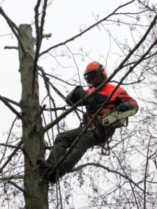 dunnen beplantingen sportpark